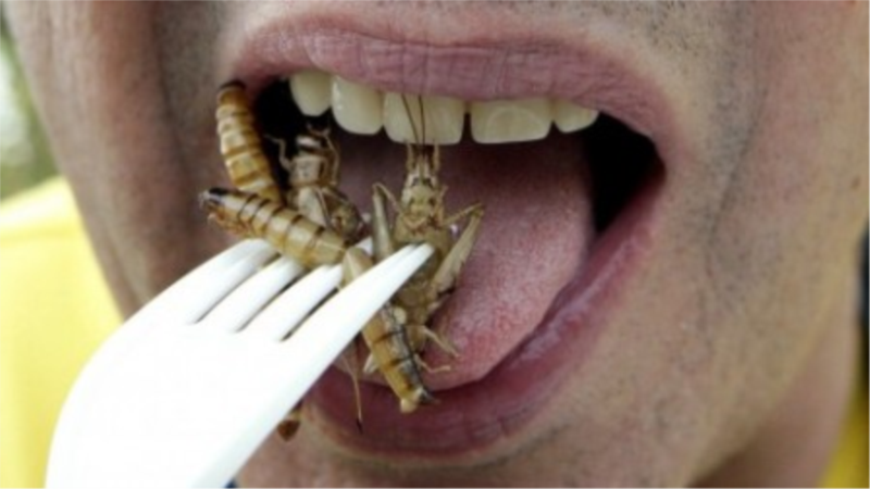 Insects on the menu!