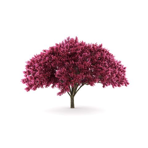 Cerise Buvette