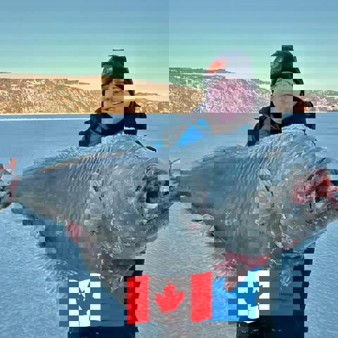 Glaces Du Fjord