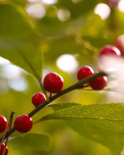 Image concours Bistro Le Nectar