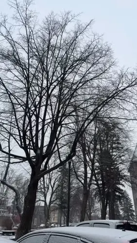 Image contest Café Chez Rose