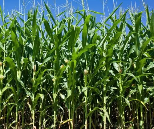 Image concours Lait Charbonneau