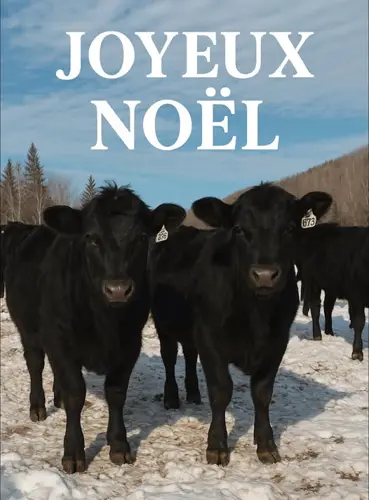 Image concours Boeuf Tremblant