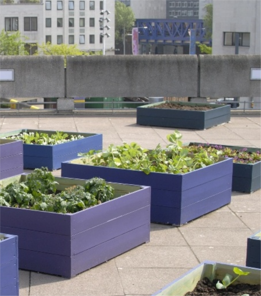 When vegetables are growing on the roofs of restaurants