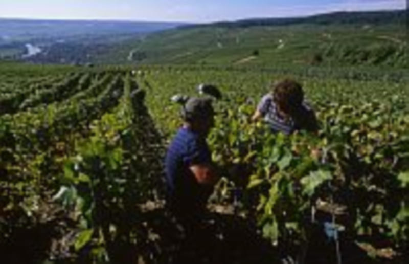 Vendanges 2005 : Abundance and quality in France