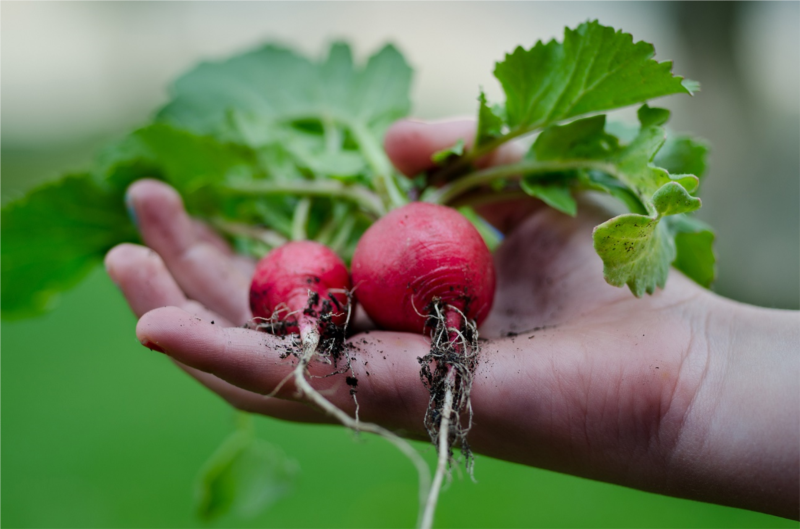 Restaurants, gardens: a concept that germ