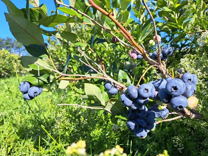 Image événement La Vallée de la Framboise Inc.