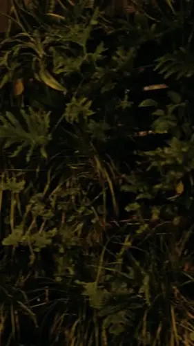 Image event Pub Burgundy Lion