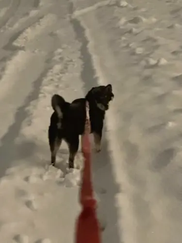 Image Ã©vÃ©nement NEKO sushi