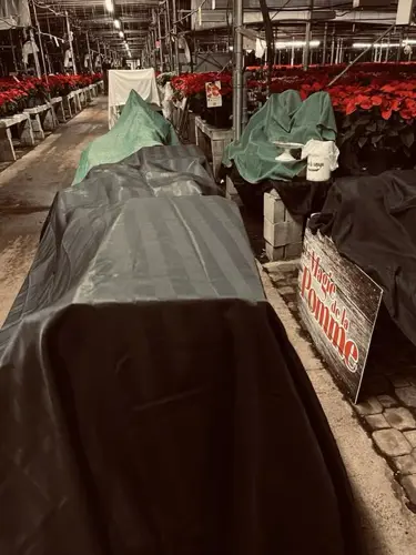 Image event Cabane à Sucre Bistro La Dent Sucrée (Sur Réservation)