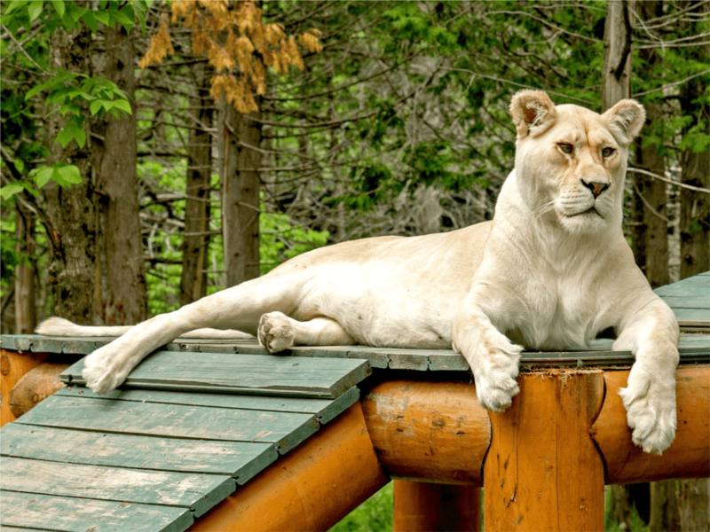 Restaurants où aller manger près du Miller Zoo