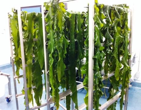 These came sea vegetables