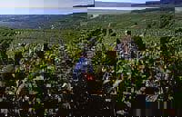 Vendanges 2005 : Abundance and quality in France