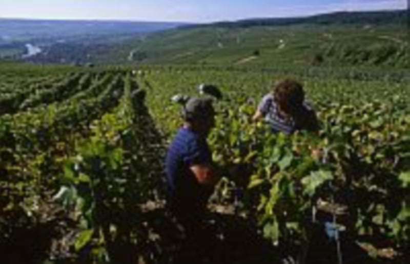 Vendanges 2005 : abondance et qualité en France