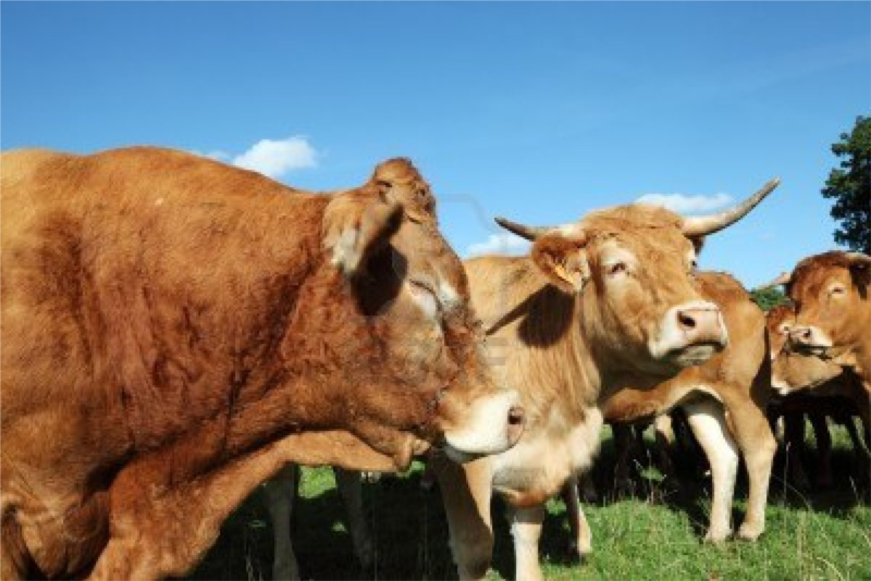 Il y a encore des restaurants qui offrent des burgers naturels!