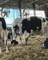 Image concours Lait Charbonneau