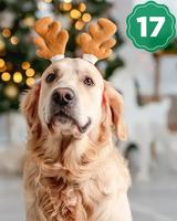 Image contest Cora déjeuners et dîners