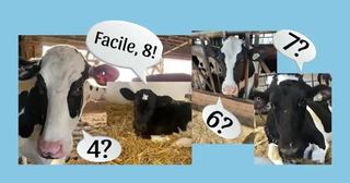 Image contest Lait Charbonneau