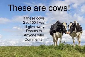 Image contest Tin Shed Grill