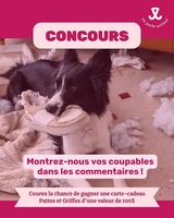 Image contest Pattes et Griffes