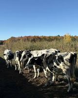 Image contest Lait Charbonneau