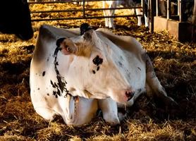 Image concours Lait Charbonneau