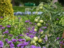 Image event Restaurant Jardin Botanique