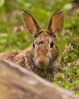 Image event Café de l'île