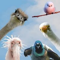 Image événement Boswell - Brasserie Artisanale / Pub St-Bruno