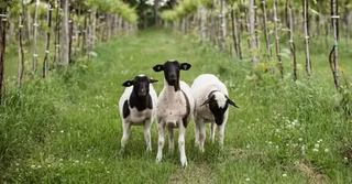 Image event Restaurant de l'ITHQ