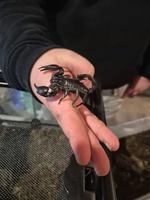 Image événement La Confrérie Artisans Brasseurs