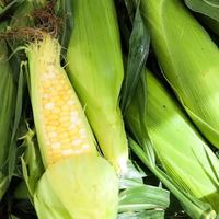 Image event Griendel - Brasserie Artisanale (quartier Montcalm)