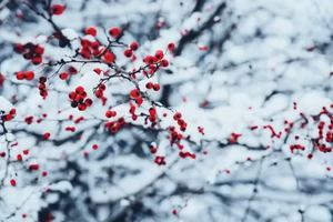 Image event Bistro Le Nectar