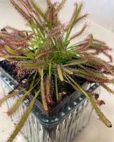 Image event Bistro Le Nectar