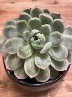 Image event Bistro Le Nectar