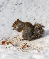 Image Ã©vÃ©nement Café des Amis - Pavillon du Lac-aux-Castors