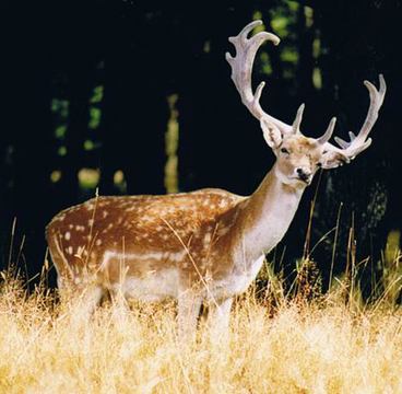Viandes sauvages : les restaurants obtiennent un oui du gouvernement