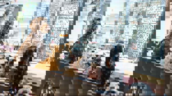 Livraison rapide : Un déménagement, une promotion annulée et des animaux au resto