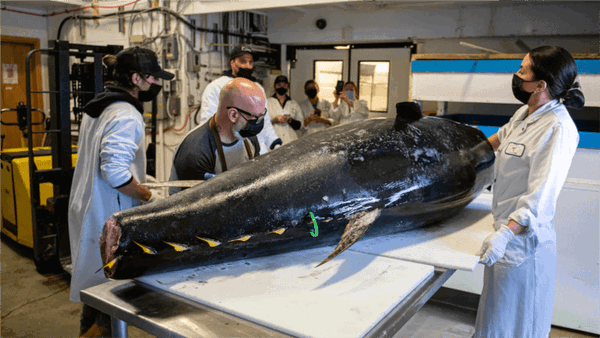 Livraison rapide : un anniversaire, un immense thon et le passeport vaccinal