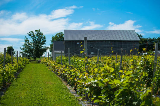 Livraison rapide : resto et vignoble, recrutement et écoefficience