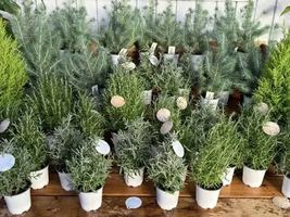 Image promotion Restaurant