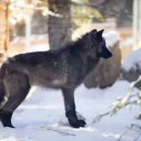 Image promotion Restaurant La Couvée