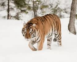 Image promotion Le Beagle Club Bistro-bar