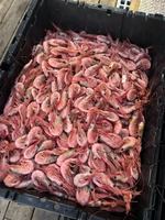 Image promotion Pêcheries Bertrand Desbois