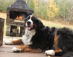 Image promotion La Confrérie Artisans Brasseurs