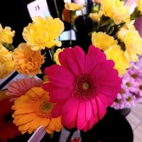 Image promotion Les délices de Fanny