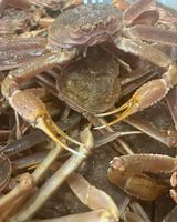 Image promotion Pêcheries Bertrand Desbois