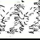 Club de motoneige Les Aigles Blancs de Paspébiac