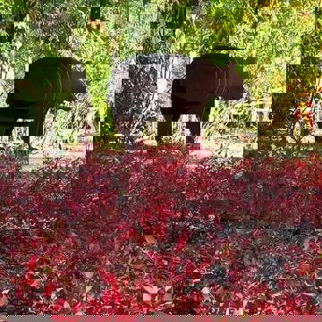 La Maison autochtone