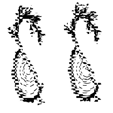 Entre l'algue et l'écorce